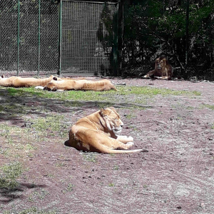 Tagesausflug zum Serengeti Park