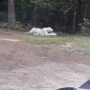 Tagesausflug zum Serengeti Park