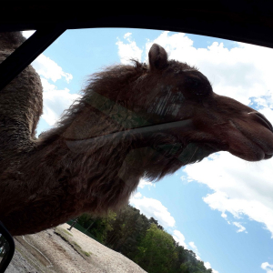 Tagesausflug zum Serengeti Park